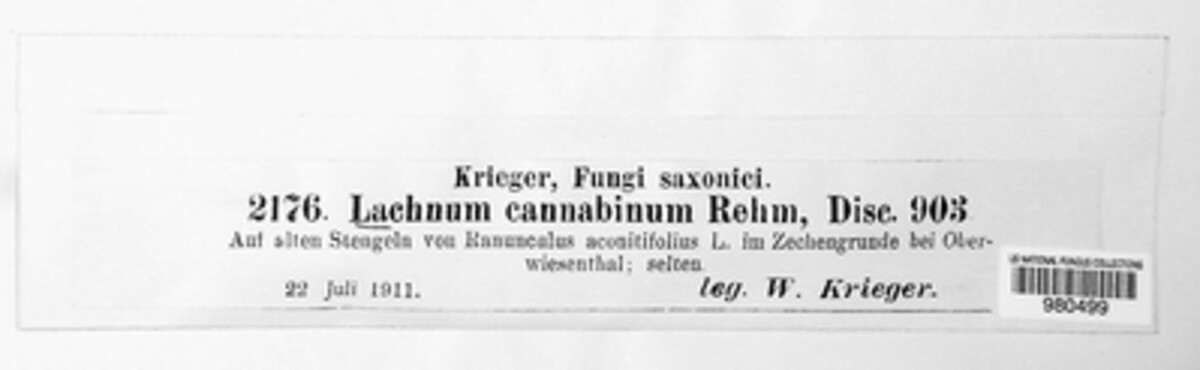 Lachnum cannabinum image